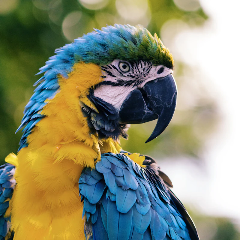 Bird Swing & Perch Kit β Pet Supplies at Gallen Shop